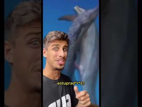 Vídeo: Os golfinhos hector e maui são iguais?