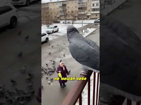 Почему Жако всегда наблюдает? #попугай #жако #shorts