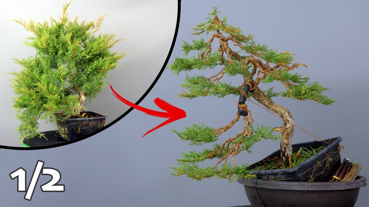 GENÉVRIER de Jardinerie - 2nd Mise en forme (PARTIE I) 🌳AFDB🌳