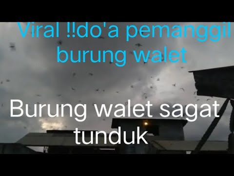 🔴Viral kan!! Doa pemanggil burung walet ,lihat lah apa yg terjadi # - YouTube