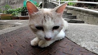 階段上ったら野良猫が挨拶してきました。