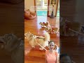 This is absolutely genius 😂🙌♥️ #dog #dogshorts #dogs #genius #cute #cutebaby #cuteanimals #animals