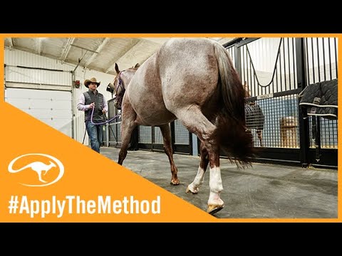 Training Tip: Back Your Horse Up