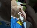 funny cats #exlittlebeans #funny_cats #cat #funny_videos