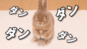 ウサギ Youtube ウサギ Youtube
