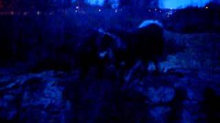 Tikaani Och Rolle Gräver