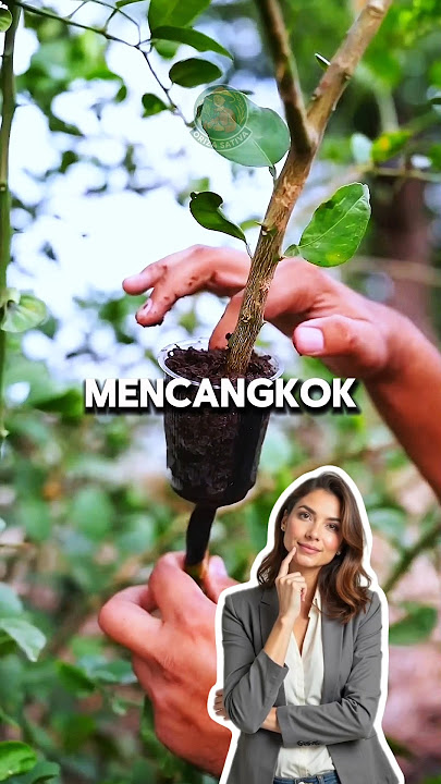 Cara Praktis Cangkok Jeruk Nipis dengan Lidah Buaya #mencangkok #jeruknipis #gardeningtips