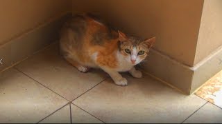 Видео Кошачья семейка, ООО! Количество членов этой семьи увеличивается с каждым приходом на нашу террасу! (автор: смешные животные)