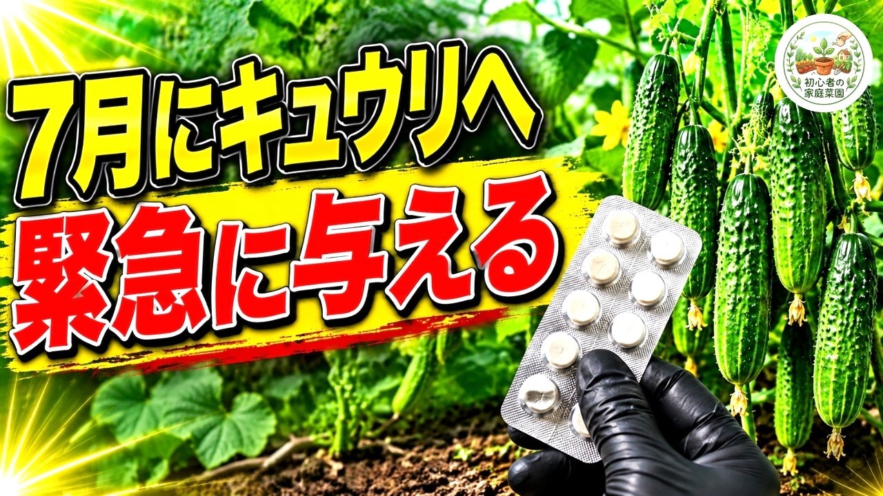 コンポスト】キッチンでキエーロを使えるように改良！自然農の畑で収穫