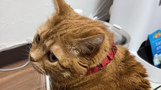 猫ティCATTEA がライブ配信中!