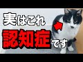 認知症の猫だけが見せる仕草・行動とおすすめの食事法を獣医師が解説します