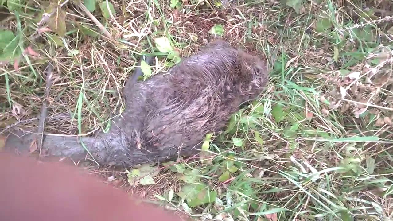 Вытащил бобра из норы за хвост! Видео от подписчика. охота на изюбря