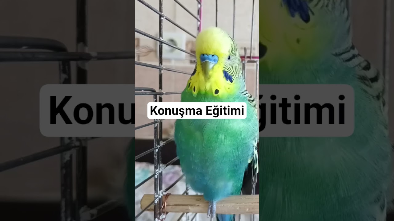 Muhabbet Kuşu Eğitimi #muhabbetkuşu #muhabbetkuşusesi #muhabbetkuşufıstık #muhabbetkuşusesidişi