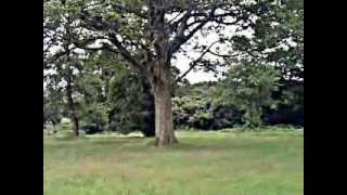 Knowsley Safari Park Train Ride