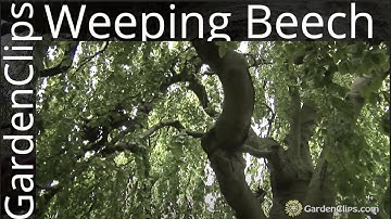 Weeping Beech - Fagus Sylvatica Pendula