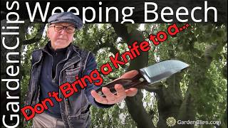🌳 Weeping Beech: Grow the Elegant, "Living Sculpture" Tree!  - Fagus Sylvatica Pendula