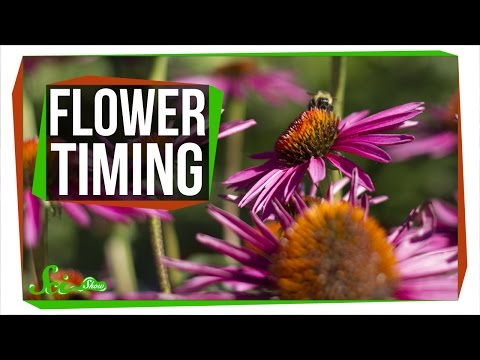 How Do Flowers Know When to Bloom?