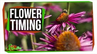 How Do Flowers Know When to Bloom? How Do Flowers Know When to Bloom?