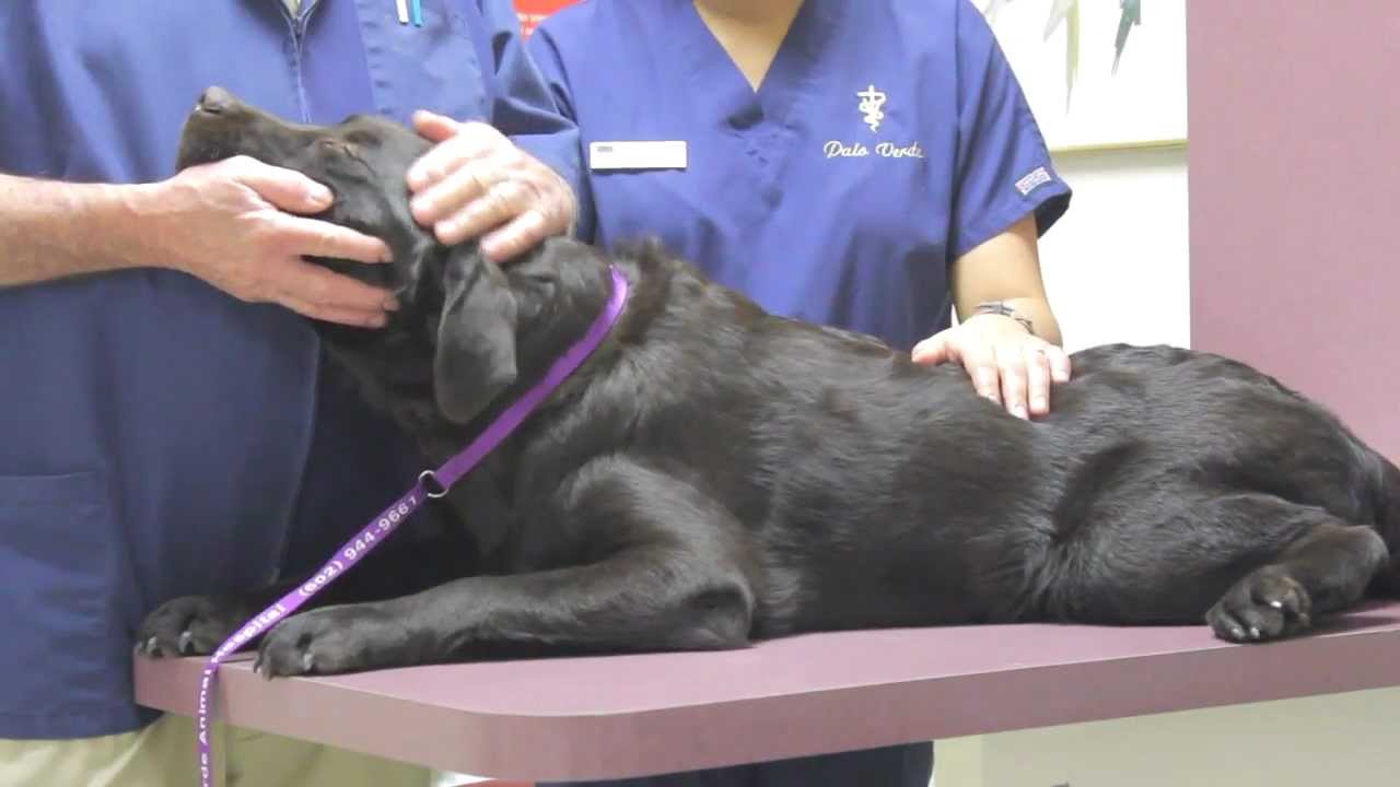 to Palo Verde Animal Hospital Phoenix, AZ YouTube