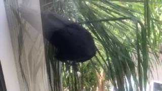 Crazy Crow attacks window outside my office Profile