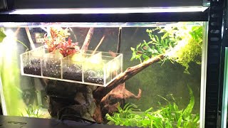 【ﾗｲﾌﾞ72】照明を交換しながら、レグラスフラットが届いた、アクロ水槽との差は？、今水槽15本、新水槽はレッドビー？、バックスクリーン貼る派？、食器棚に水槽置く？、歯ブラシの拘り、コンコロール、他。