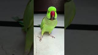 mithu comedy very funny #shorts #funny #parrot #viral