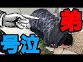 [警察] 弟が通行人にう○こスプレーをかけて泣かしてましたw