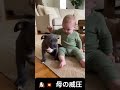 🐶💥 母の威圧 |Mother's intimidation #youtubeshorts #funny #pets #baby #cute