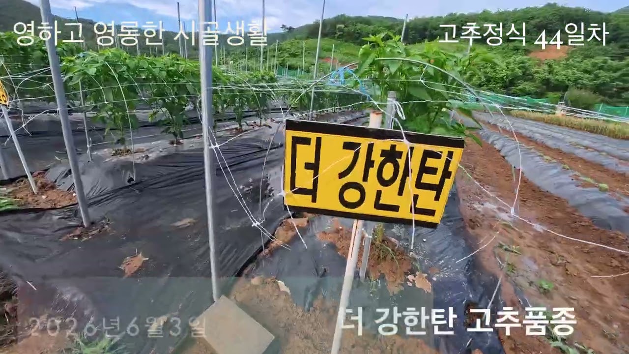@고추농사  기록용