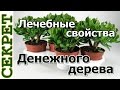 Лечебные свойства денежного дерева