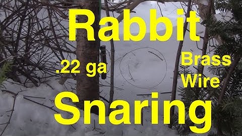 22 Gauge Brass Wire for Rabbit Snaring on Throw Back Thursday