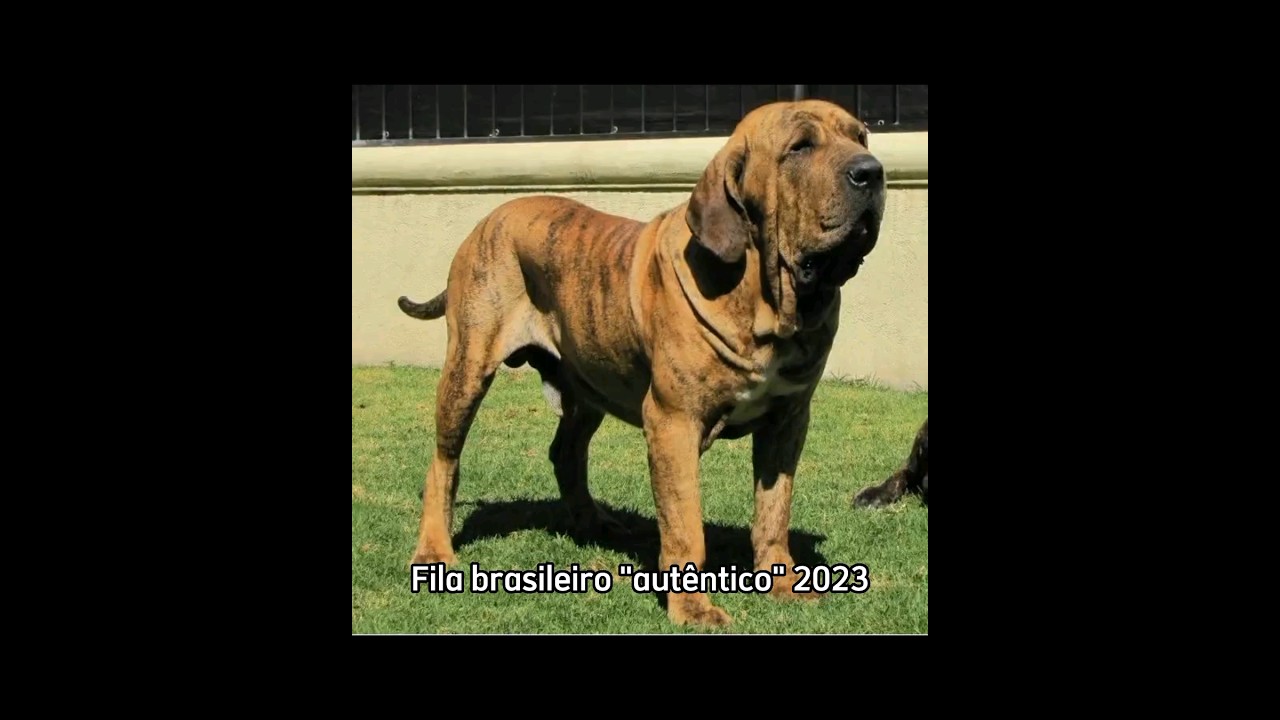 Fila brasileiro vs original fila brasileiro #ofb #filabrasileiro