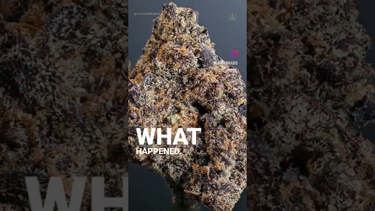 I put my cannabis under a black light, and it changed color! This is due to the Kautsky effect.