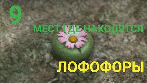 9 МЕСТ ГДЕ НАХОДЯТСЯ ЛОФОФОРЫ В ГТА 5!