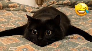 видео: Смеешься — проигрываешь 😹 Самые смешные кошки и собаки 2025 года😂 Часть 3 — Лучшая подборка фейло... картинка: Смеешься — проигрываешь 😹 Самые смешные кошки и собаки 2025 года😂 Часть 3 — Лучшая подборка фейло...