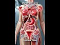 Inside the Female Body: Menstrual Cycle 3D Animation