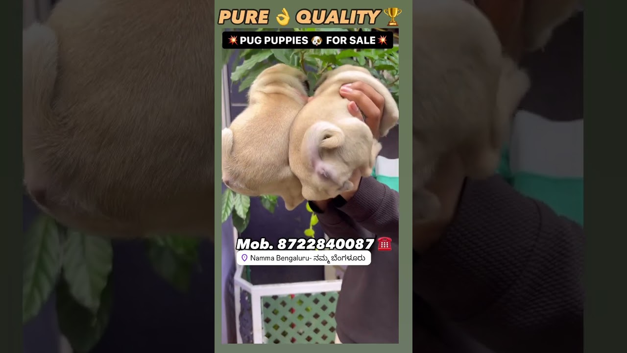 Top quality 💥 pug puppy 🐶 for sale in Bangalore 📍 @ best price 