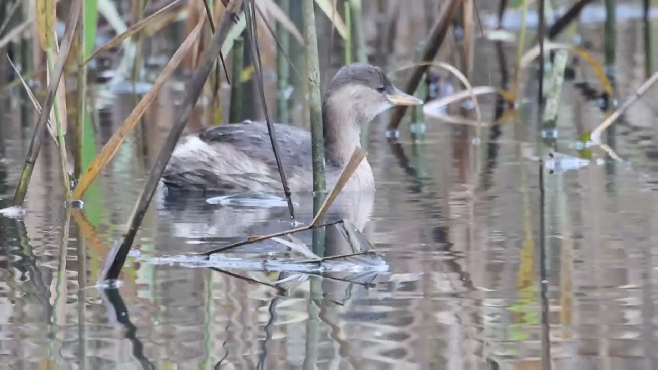 Little grebe diving