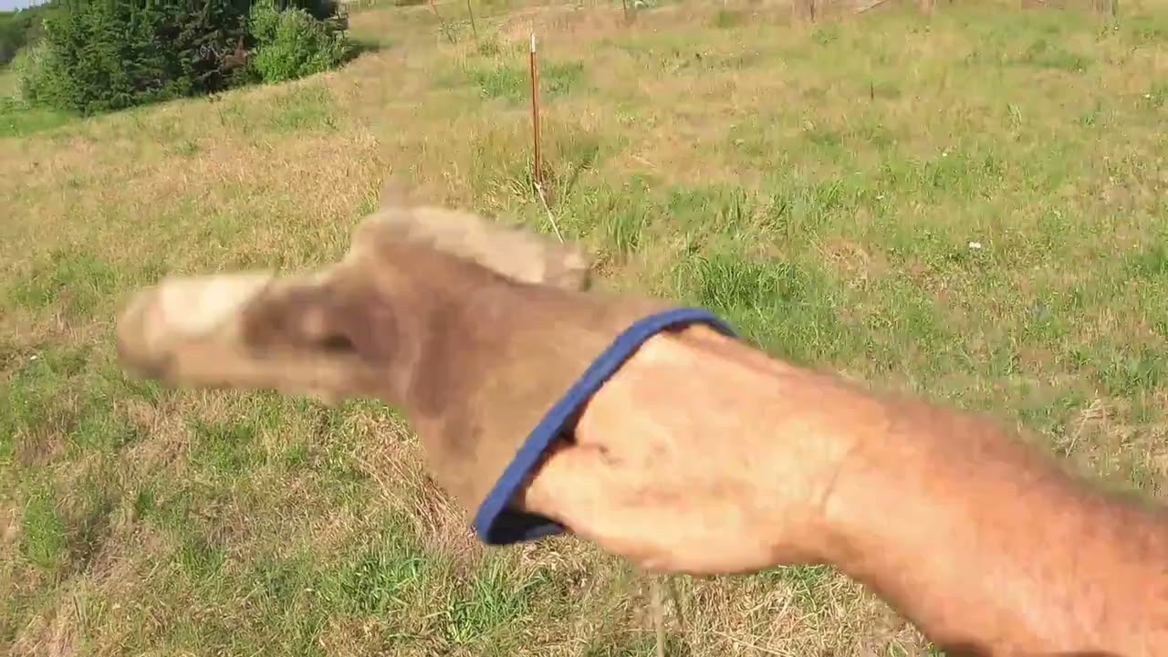 Tango Check Cord & Woah Post 6 22 23