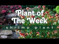 PLANT OF THE WEEK | SHRIMP PLANT