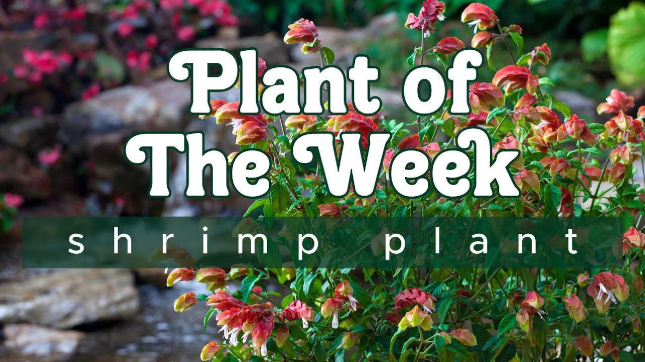 PLANT OF THE WEEK | SHRIMP PLANT