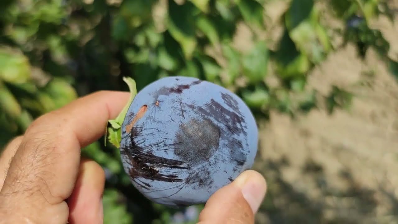 Erik Black SPLENDOR ( Erik dalı gevrektir).