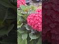 수국 색깔별 꽃말 아시나요? #박서진 #박서진노래 #지나야 #relaxing #travel #트로트 #뮤직비디오 #flowers #shorts