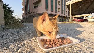 Homeless cats in Ras Al Khaimah, UAE: ED SHEERAN & JANET JACKSON #cat #cats #pet #pets #homeless #4u