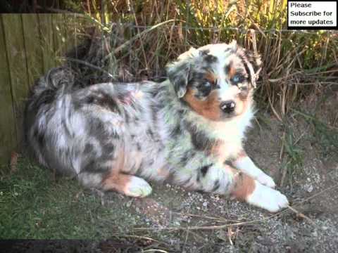 Welp Australian Shepherd Blue Merle Collection Of Pictures | Australian FZ-97