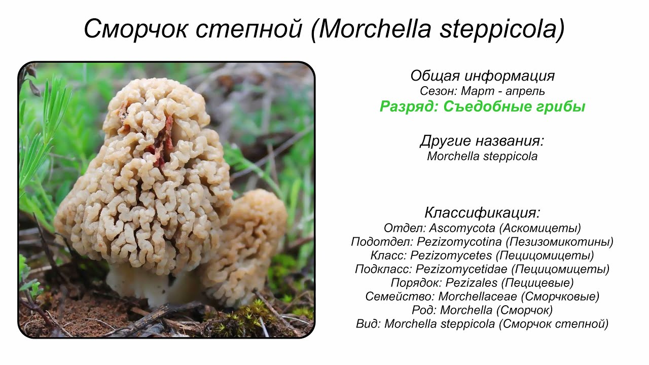 Сморчок степной (Morchella steppicola)