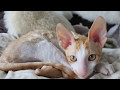 cute Cornish Rex kitten, My Honey Chopin! Cat Breed Cornish Rex! の動画、YouTube動画。
