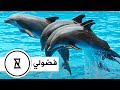 أذكى حيوانات في العالم لن تصدق مدى ذكائها Top 10 Intelligent Animals In The World فضولي أذكى حيوانات في العالم لن تصدق مدى ذكائها Top 10 Intelligent Animals In The World فضولي