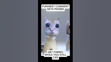 Funniest Comment Gets Pinned #tiktokeffects #funny #cat