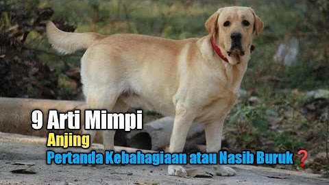 9 Arti Mimpi Anjing, Pertanda Kebahagiaan atau Nasib Buruk?